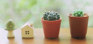 Jardim de suculentas: como começar o cultivo em casa
